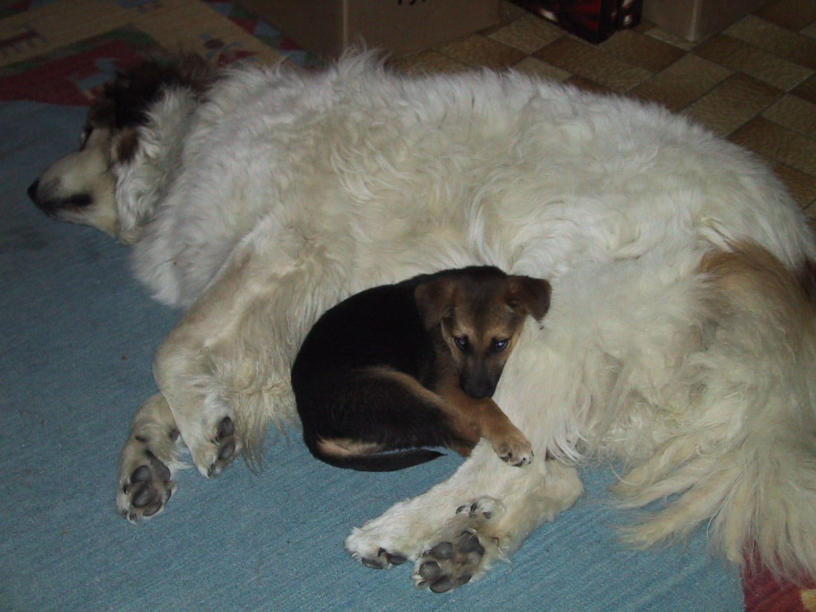 Ich werde auch mal gross.jpg (1600 x 1200)